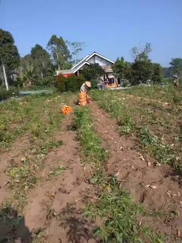 The video shows an outdoor farm scene. There are rows of plants in the dirt. In the foreground, there are two large burlap sacks filled with orange material, possibly carrots or potatoes, on the left side of the frame. In the middle ground, a person wearing a conical hat and a light-colored shirt and dark pants is bent over, appearing to harvest or gather items from the plants. There are several piles of orange items, likely harvested produce, near this person. In the background, there is a house with a white exterior and a sloped roof. Trees and foliage are visible surrounding the house and the farm. The sky is clear and blue, indicating a sunny day. The camera is moving, suggesting it is being held by someone walking through the field.