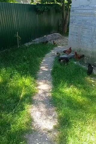 A group of chickens are walking and foraging on a gravel path surrounded by tall green grass and a green metal fence. To the right of the path is a light-colored concrete structure. The chickens appear to be a mix of brown, black, and speckled varieties. The sun is shining, creating shadows on the path.