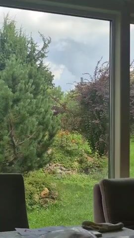 The video pans across a garden viewed through a large window. The garden is lush with greenery, including a tall pine tree on the left, various bushes and trees with red and green foliage, and a patch of grass. In the foreground, the edge of a couch is visible, with a patterned tablecloth and some items on it. The sky appears overcast.