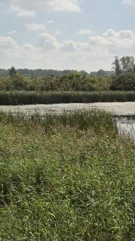 The video captures a natural scene with a body of water in the middle ground. Tall, green reeds and grasses dominate the foreground, swaying slightly. The water's surface is rippled and reflects the sky. A line of dense trees and foliage forms the background, with some taller trees visible behind them. The sky above is a pale blue with scattered, fluffy white clouds. The lighting suggests it is daytime, likely sunny, given the brightness and cloud definition. The camera appears to be stationary, capturing the gentle movement of the water and vegetation. There are no people or discernible man-made objects in the frame.