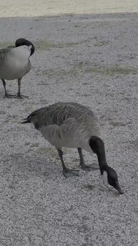 Two Canada geese are standing on a gravelly surface. The goose in the foreground is pecking at the ground. The goose in the background has its head turned away from the camera and appears to be preening. The lighting suggests it is daytime.