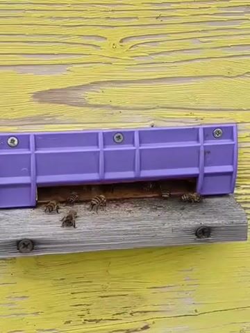 The video shows a close-up view of a yellow beehive with a purple entrance. Several bees are visible crawling around the entrance of the hive, some entering and some leaving. The structure surrounding the entrance is made of grey wood and is secured to the hive by screws.