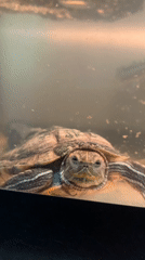 Pets and turtles on a rainy afternoon in Chaikovsky