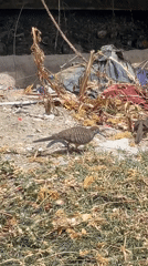 Wildlife, boats, and beach details in Ban Na Chom Thian