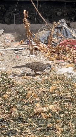 Wildlife, boats, and beach details in Ban Na Chom Thian