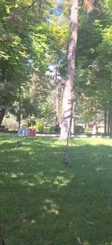 A tranquil park scene unfolds with lush green grass dappled by sunlight filtering through mature trees. In the middle ground, a playground structure with a blue slide and red accents is visible. Two guinea fowl, identifiable by their speckled plumage, forage on the lawn. A tall, slender tree trunk stands prominently in the foreground, its bark textured and weathered. The overall atmosphere is peaceful and natural.