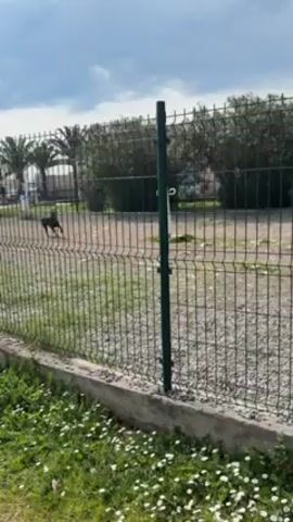 The video shows a black dog in a fenced area. The dog is running around on what appears to be a gravel surface. The fence is made of metal mesh. Outside the fence, there is a grassy area with small white flowers and some trees. The sky is cloudy. The camera is stationary, capturing the dog's movement within the fenced space. The dog briefly jumps up the fence.