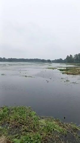 The video shows a body of water with vegetation along the banks. Several goats are grazing near the water's edge. In the background, there are people and trees, suggesting a rural or natural setting. The sky is overcast.