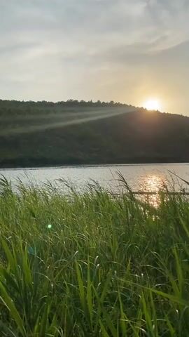 The video shows a sunset over a body of water, likely a lake or river. Tall green grass is in the foreground, swaying gently in the breeze. In the background, a tree-covered hill rises from the water. The sun is low on the horizon, casting a warm glow and creating a reflection on the water's surface. Rays of sunlight are visible through the atmosphere, creating a hazy effect. The sky is partly cloudy with a pale blue hue. The overall scene is peaceful and natural.
