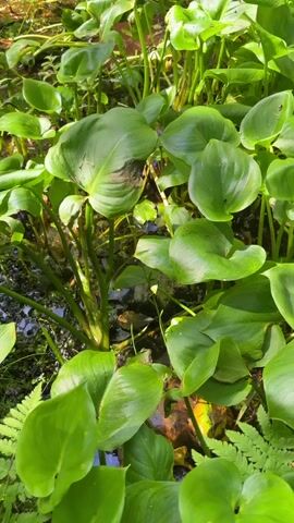 This is a close-up, vertical video of a pond teeming with lush green plants. The water is dark and murky, with some algae visible. Several large, heart-shaped leaves dominate the frame, some with slight blemishes or brown spots. In the lower half of the video, a small frog can be seen partially submerged in the water, its skin a mottled brown and green. A single dead leaf floats on the surface of the water, its veins clearly visible. The lighting suggests it is daytime, with sunlight dappling through the leaves.