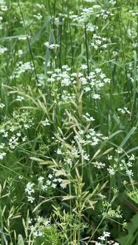 A close-up shot pans over a field of green grass and small white wildflowers. Some taller stalks of grass have light brown seed heads. In the background, purple lupine flowers are visible amongst the greenery.