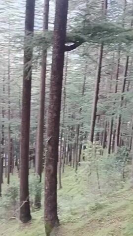 The video displays a forest scene characterized by numerous tall, slender trees with dark brown trunks and green foliage. The trees are densely packed, creating a sense of depth within the forest. The ground appears to be covered in grass and some fallen leaves, suggesting a natural, outdoor environment. The lighting indicates it might be daytime, possibly overcast or shaded by the trees. There are no people or prominent objects visible in the frame, focusing solely on the natural landscape. The camera appears to be panning slightly or capturing a still image with subtle movement.