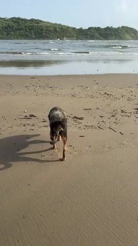 A dog walks on a sandy beach near the ocean. The dog is mostly black with some brown markings and appears to be wet or sandy. The dog's shadow is cast on the beach. The ocean is calm with gentle waves and a green, tree-covered hill is visible in the background. The sky is clear and blue.