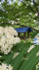 Spring garden moments captured in Khabarovsk neighborhood
