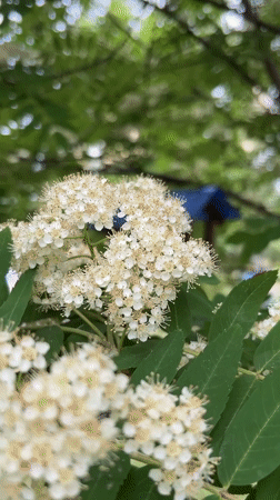 Spring garden moments captured in Khabarovsk neighborhood