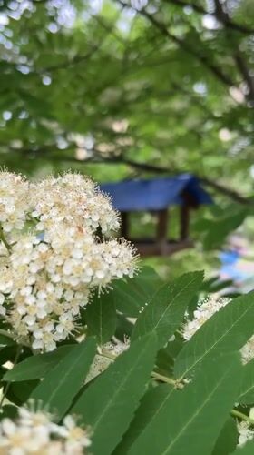 Spring garden moments captured in Khabarovsk neighborhood