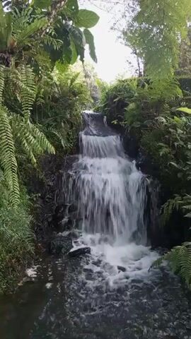 The video shows a close-up of a small waterfall surrounded by lush green foliage. The water flows over dark rocks, creating a cascading effect. The water at the bottom of the waterfall is foamy and turbulent. The surrounding vegetation includes ferns and large leafy plants, with branches and leaves visible against a bright sky. The scene is tranquil and natural.
