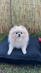Pomeranian dog spotted barking outdoors in German yard