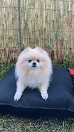 Pomeranian dog spotted barking outdoors in German yard