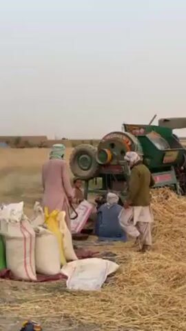 This video captures an agricultural scene in a rural area, likely in Alaqadari Daman, Afghanistan, during what appears to be a wheat harvest.

The primary activity shown is grain threshing. A green thresher machine, labeled "BLOWER" on its side, is operating, driven by a red tractor. The machine is actively separating grain from straw, with large piles of golden-brown straw accumulating around it.

Several men are involved in the work. One man, wearing a light-colored shalwar kameez and head covering, stands near the machine, holding a tool (possibly a shovel or rake). Another man, also in traditional attire, is sitting on the ground near the thresher, seemingly managing the output or preparing bags. A third man, wearing a brown jacket over a shalwar kameez, is also working near the machine. A young child is briefly visible on the left side near a stack of bags.

Several white and yellow sacks or bags are laid out on the ground, likely waiting to be filled with the threshed grain. In the background, a vast field of golden wheat stretches into the distance under an overcast or hazy sky, indicating a dry, possibly dusty, environment. The overall scene depicts a busy harvest operation using traditional and mechanical methods.