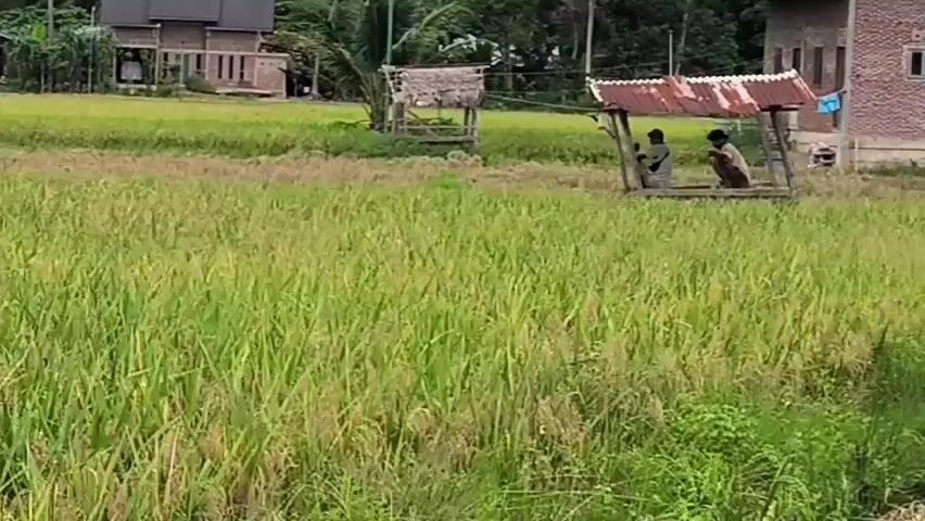 The video shows a rural landscape with a rice paddy in the foreground. The rice stalks are green and lush. In the middle ground, there is a small, rustic shelter with a corrugated metal roof. Two people are sitting inside the shelter. Behind the rice paddy and shelter, there are houses of varying sizes and designs. The sky is overcast, and the overall lighting is muted. The camera is positioned behind some tall grass.