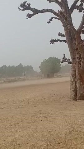The video presents a dusty, outdoor environment, likely a dry, rural area. The dominant feature is a large, bare baobab tree, whose gnarled branches stand out against the hazy sky. In the distance, there are other trees, a small structure resembling a hut, and what appears to be a village. The ground is dry and barren, with visible patches of dry grass. Dust is swirling in the air, reducing visibility. There are faint figures of people or animals moving in the distance. A wooden post with wires attached is visible. The overall impression is one of aridity, remoteness, and possibly windiness.