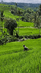 Rural Indonesia cycling and agriculture scenes documented early morning