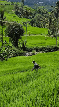 Rural Indonesia cycling and agriculture scenes documented early morning