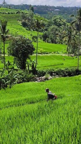 Rural Indonesia cycling and agriculture scenes documented early morning
