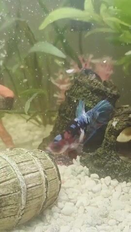 The video shows a betta fish swimming in an aquarium. The aquarium has white gravel on the bottom, several plants, a decorative barrel, and a small figurine of a diver. The betta fish is a multi-colored fish with blue, white, and black scales. It is seen swimming around the barrel and near the diver figurine. The water in the aquarium appears slightly cloudy.