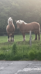 Draft horses spotted in French countryside field