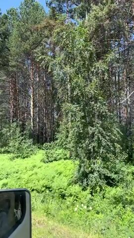 The video is a first-person perspective from a vehicle driving along a paved road next to a dense forest of tall pine trees. The forest floor is covered in lush green ferns and smaller trees. A person on a bicycle with a pink top and blue shorts is seen riding on the road ahead. The sky is clear and blue. The video is shaky, indicating movement of the vehicle.