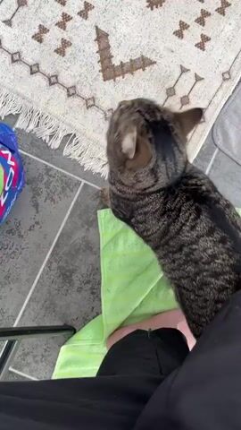 The video shows a tabby cat biting a person's foot. The cat is lying on a green towel, with its body wrapped around the person's foot. The person is wearing black pants. The scene appears to be indoors, with a rug and floor tiles visible in the background.