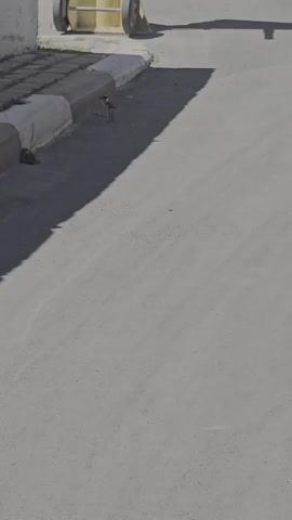 In this media file, a paved surface is the main focus, casting a long shadow from a sunlit area. A small bird is visible near the curb, pecking at the ground. Further in the background, a yellow object with wheels stands on the pavement, also casting a shadow. The scene suggests an outdoor setting, likely a street or a parking lot, given the asphalt and curb. The bright sunlight indicated by the sharp shadows implies it is daytime, possibly mid-morning or afternoon. There are no people visible in the frame. The overall mood is neutral, depicting a commonplace outdoor scene with a focus on the natural element of the bird. The location context provided, Beer Tuvia Regional Council, Israel, places the scene geographically but does not offer specific visual cues within the frame to confirm this.