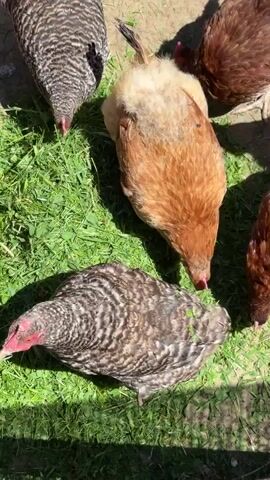 The video shows a flock of five chickens gathered on a patch of green grass. Four of the chickens are facing downwards, pecking at the ground. The chicken in the center, which is lighter in color, is also facing downwards and appears to be pecking. The chickens have a mix of brown, white, and black feathers. The ground around them is a mix of dirt and grass, and there are shadows suggesting it is a sunny day.