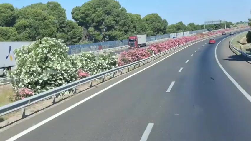 The video shows a view from a car driving on a highway on a sunny day. There are trees and pink flowers lining the side of the road. A red semi-truck is in the adjacent lane. Several cars are visible further ahead. The camera is inside the car and slightly off center.  The windshield has some small dirt or water spots.