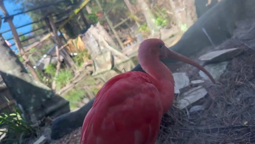 A medium, close-up shot shows a red bird facing to the right. It's standing on a bed of pine needles, with some rocks visible in the background. Through an enclosure, trees are visible. The bird’s head is tilted back, and its long, curved beak is prominent. The lighting is soft, casting subtle shadows across the bird's plumage.