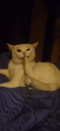 Close-up moments with a relaxed white cat in Krasnodar
