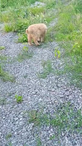 The media file depicts a light-colored, fluffy puppy in an outdoor setting. The puppy appears to be the primary subject. The scene is characterized by a path covered in grey gravel, with green grass and vegetation growing alongside it. The overall environment suggests a rural or natural location.

The puppy is observed in various poses and actions. Initially, it is seen walking away from the camera into the grassy area. It then turns and moves towards the camera, showing its face and front paws. In a subsequent shot, the puppy is interacting with a human hand, appearing to lick it. This interaction suggests a playful or friendly demeanor from the puppy.

The lighting suggests it is daytime, possibly late afternoon or early evening, given the natural light. There are no specific weather indicators, but the greenery implies it is likely a temperate season. The presence of gravel and vegetation points to an outdoor, perhaps unpaved, area. The interaction with the hand and the puppy's curious gaze towards the camera convey a sense of friendliness and engagement. The location context of Aqköl, Kazakhstan, adds a geographical dimension to the scene. No text is visible in the media file.
