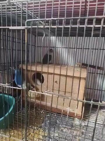 A close-up shot shows two lovebirds inside a cage. One bird, primarily blue with some white and black markings, is perched on the edge of a wooden nesting box, looking into the opening. The second bird, with grey and white plumage, is perched on top of the nesting box. The nesting box is made of unfinished wood and has a circular opening. The cage is made of metal bars and appears to have a white background. A green plastic feeder or water dish is visible on the left side of the cage. The floor of the cage is littered with seed husks and debris. The video is short and shows minimal movement of the birds.
