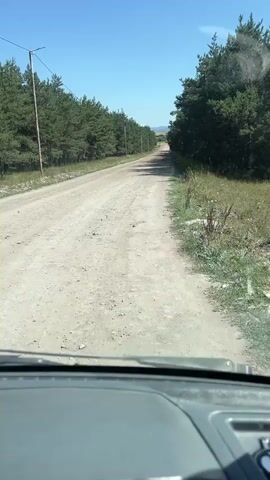 The video shows a first-person perspective of driving on a dirt road surrounded by pine trees. The road is dusty and appears to be in a rural or wooded area. The sky is clear and blue. Sunlight filters through the trees, casting shadows on the road. The vehicle's dashboard and part of the steering wheel are visible in the foreground.