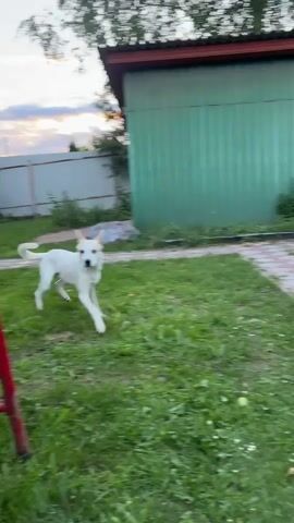 A medium-sized white dog with tan ears is running towards the camera on a grassy area. The dog is in motion, with its legs extended. In the background, there is a green metal shed, a wooden fence, and some trees. The lighting suggests it is dusk or early evening. There is a red metal object in the foreground on the left side of the frame.