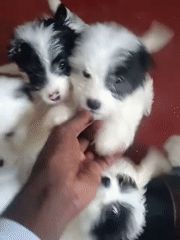 Playful black and white puppy litter on a red floor in Nairobi