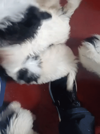 Playful black and white puppy litter on a red floor in Nairobi