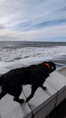 Dog watches choppy ocean from wall in Kobuleti, Georgia