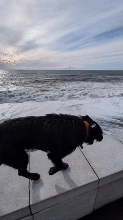 Dog watches choppy ocean from wall in Kobuleti, Georgia