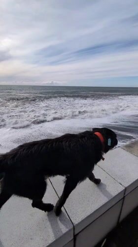 Dog watches choppy ocean from wall in Kobuleti, Georgia