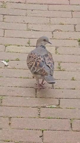 A bird is walking on a brick path. The bird is facing away from the camera and looking to the right. The bird has brown and grey feathers. The bird's legs are pink. The brick path is made of reddish-brown bricks. There are small green plants growing in the cracks between the bricks. There is a piece of white paper on the ground to the left of the bird.