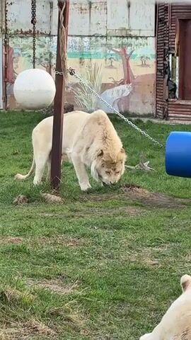 The video shows a male white lion on a grassy area near another white lion lying down. The male lion is standing and inspecting a small pile of twigs on the ground. The grassy area appears to be part of a zoo enclosure, indicated by the presence of a painted backdrop, hanging chains, and a blue barrel. The weather appears to be overcast.
