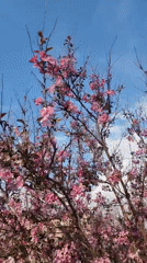 Spring blooms and monuments captured in Moscow public square